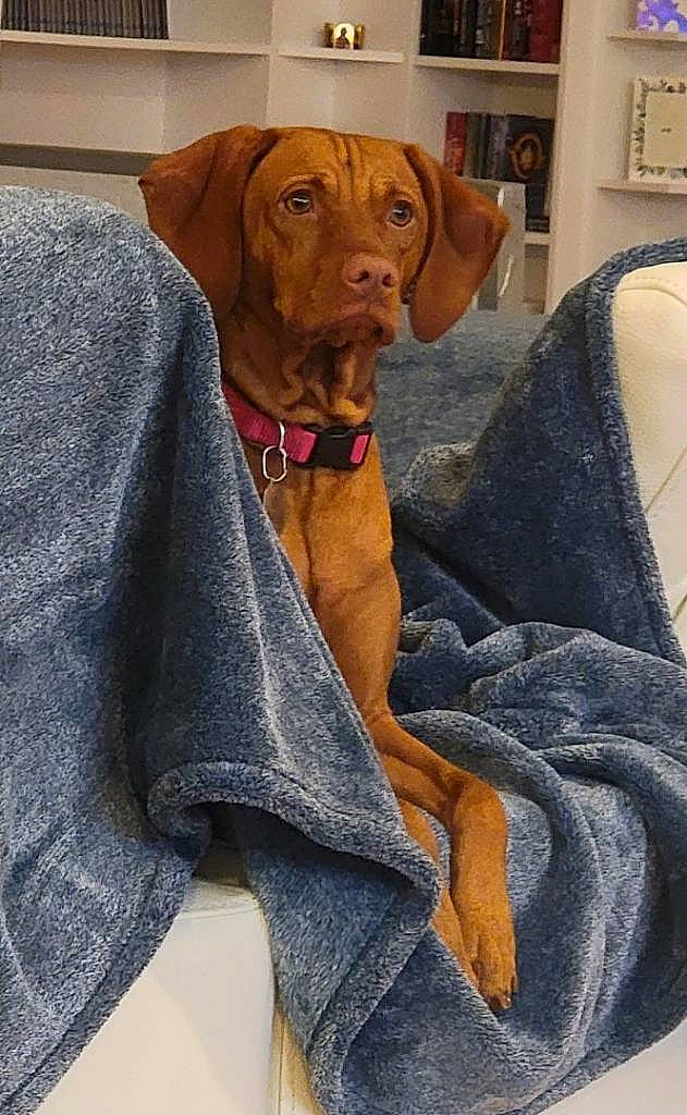 Indy is registered to the contest to win money with this photo: canidae, carnivore, collar, comfort, companion_dog, dog, dog_breed, dog_collar, dog_supply, fawn, fur, gun_dog, hunting_dog, liver, pet_supply, picture_frame, snout, sporting_group, whiskers, working_animal