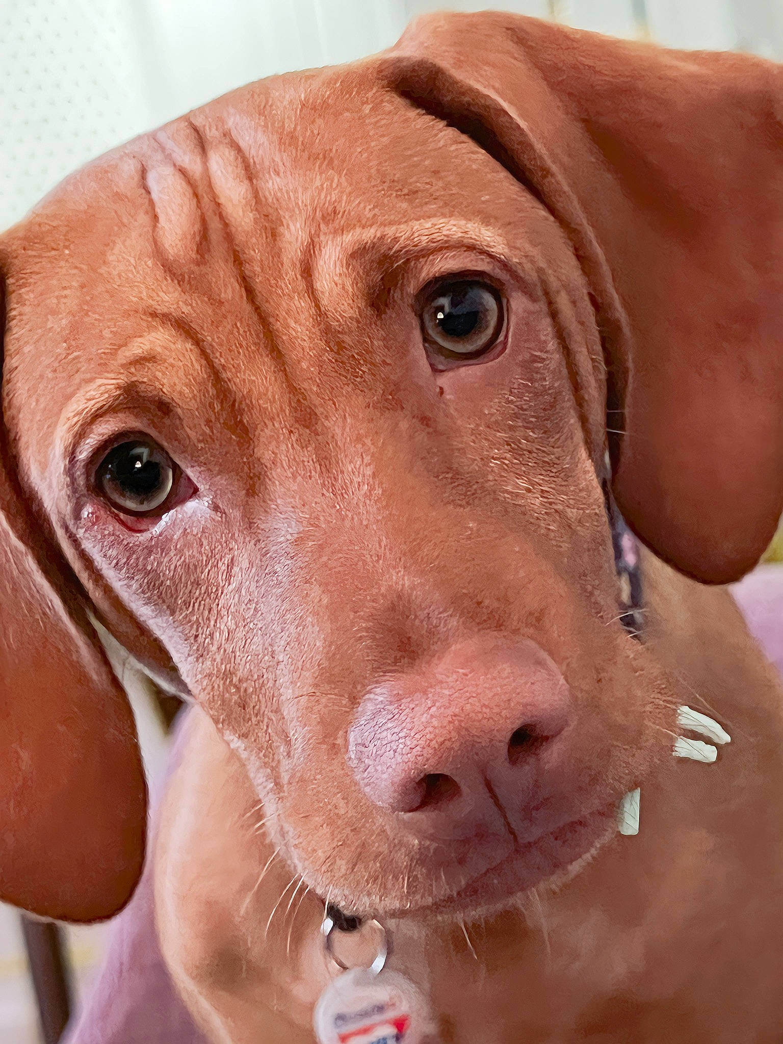 Indy joined the competition — help win amazing prizes! canidae, carnivore, close_up, collar, companion_dog, dog, dog_breed, dog_collar, dog_supply, ear, fawn, gun_dog, hunting_dog, liver, pet_supply, snout, sporting_group, whiskers, working_animal