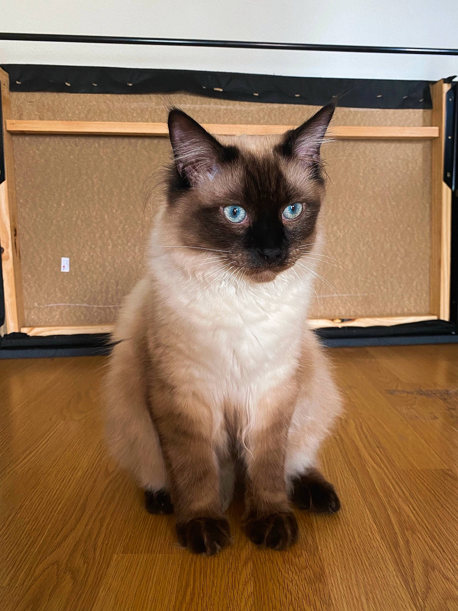 Mao participe au concours pour gagner de l'argent avec cette photo : carnivore, cat, door_mat, fawn, felidae, flooring, fur, hardwood, laminate_flooring, plank, siamese, small_to_medium_sized_cats, snout, tail, tile_flooring, varnish, whiskers, wood, wood_flooring, wood_stain