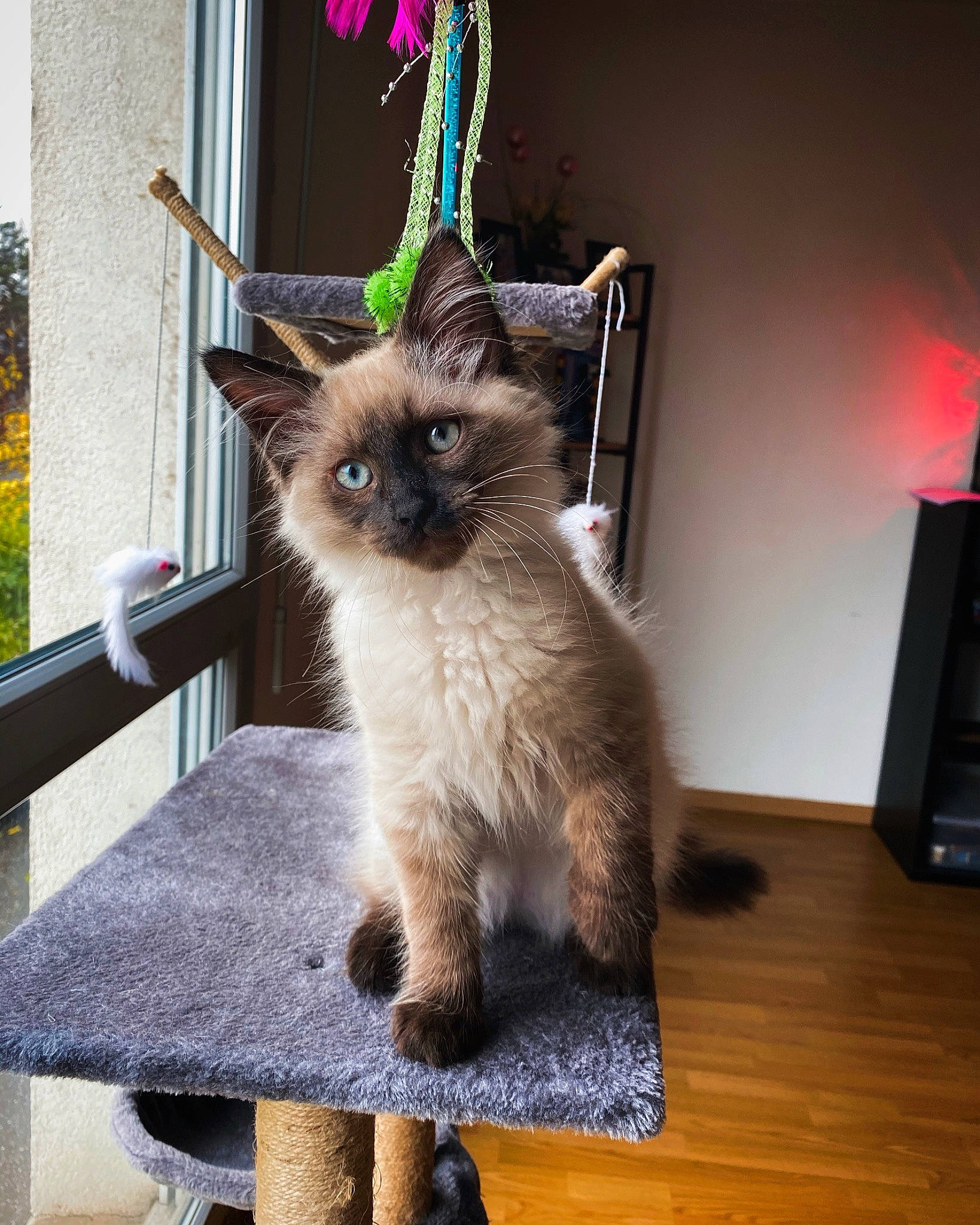 Mao a rejoint le concours — aidez-le/la à gagner de superbes lots ! balinese, carnivore, cat, fawn, felidae, flooring, fur, hardwood, outdoor_bench, outdoor_furniture, plant, siamese, small_to_medium_sized_cats, snout, table, tail, thai, whiskers, window, wood