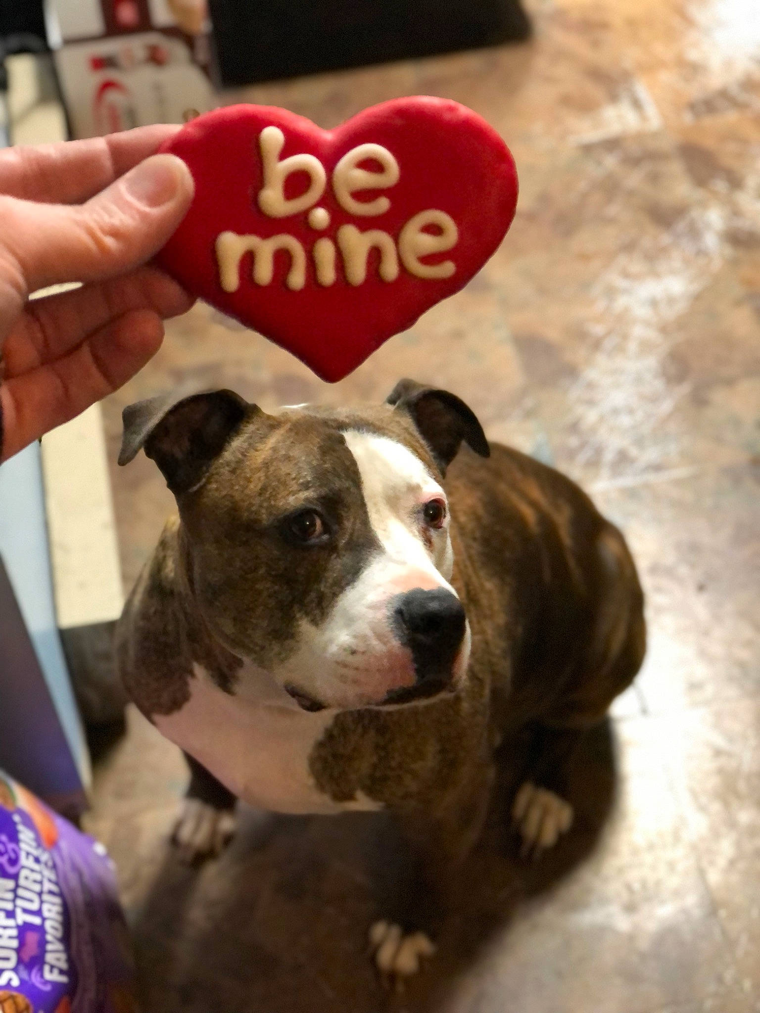 Thor joined the competition — help win amazing prizes! canidae, carnivore, collar, companion_dog, dessert, dog, dog_breed, event, fawn, food, fur, gesture, ingredient, love, non_sporting_group, snout, sporting_group, sweetness, working_animal, working_dog