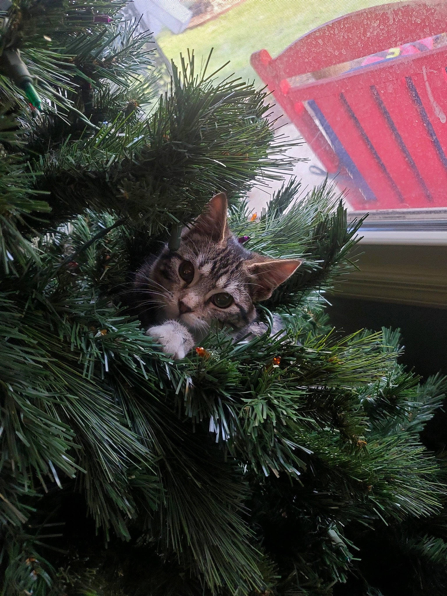 Buckshot joined the competition — help win amazing prizes! branch, carnivore, cat, christmas_decoration, christmas_ornament, christmas_tree, event, evergreen, eye, felidae, grass, holiday_ornament, larch, ornament, terrestrial_plant, tints_and_shades, tree, twig, whiskers, woody_plant