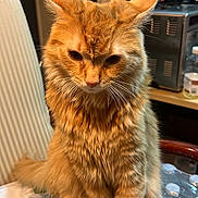 Benjamin joined the competition — help win amazing prizes! appliance, cat, chair, closeup, counter, cute, domestic, furry, ginger_cat, indoor, kitchen, orange_fur, paw, pet, plastic_wrap, portrait, sitting, table, water_bottles, whiskers