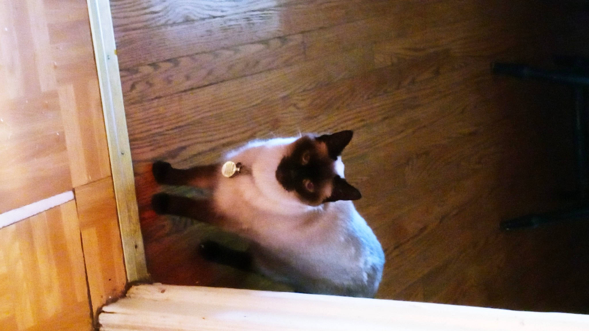 Abigail joined the competition — help win amazing prizes! balinese, birman, brown, carnivore, cat, fawn, felidae, flooring, fur, hardwood, plank, siamese, small_to_medium_sized_cats, snout, tail, thai, tints_and_shades, whiskers, wood, wood_stain