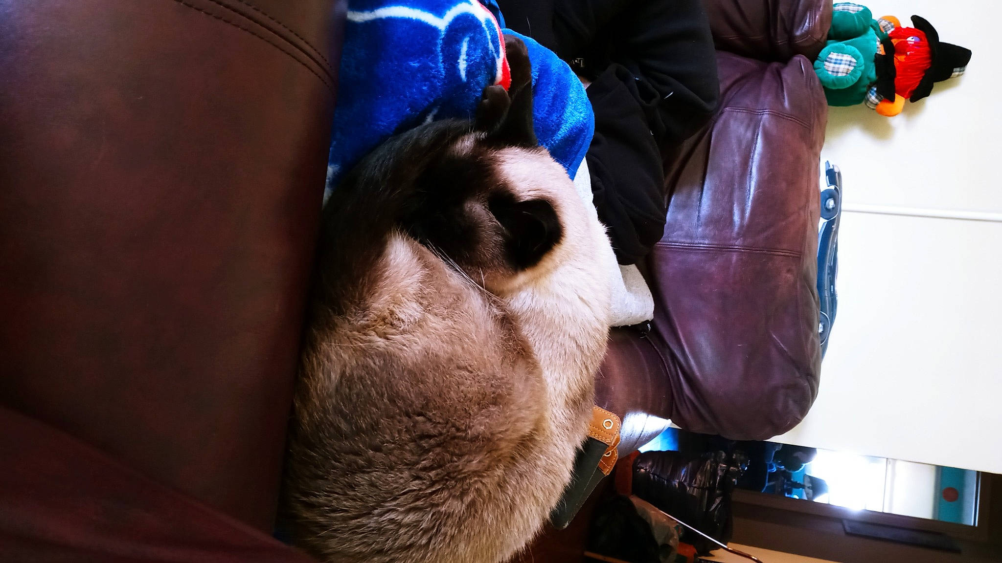 Abigail joined the competition — help win amazing prizes! audio_equipment, beard, canidae, companion_dog, dog_breed, electric_blue, fun, fur, human_leg, personal_protective_equipment, snout, sporting_group, whiskers