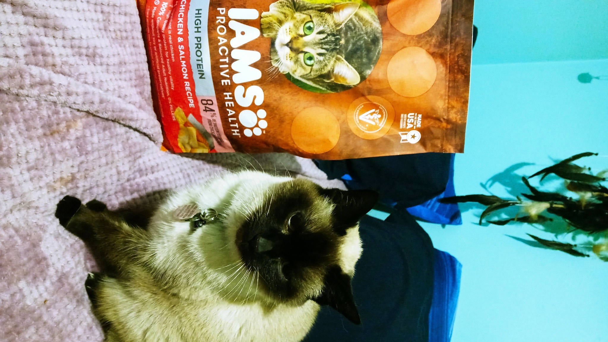 Abigail is registered to the contest to win money with this photo: balinese, birman, carnivore, cat, comfort_food, felidae, fur, ingredient, logo, natural_foods, paper, paper_product, plant, publication, siamese, small_to_medium_sized_cats, tail, thai, tonkinese, whiskers