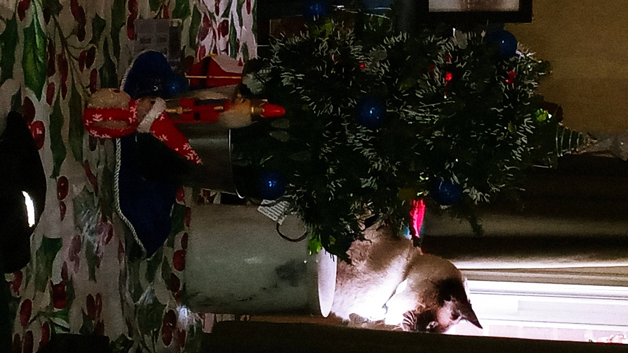 Abigail joined the competition — help win amazing prizes! black, christmas, christmas_decoration, christmas_eve, christmas_ornament, christmas_tree, conifer, event, evergreen, fun, holiday, holiday_ornament, interior_design, ornament, plant, room, tradition, tree, window, winter