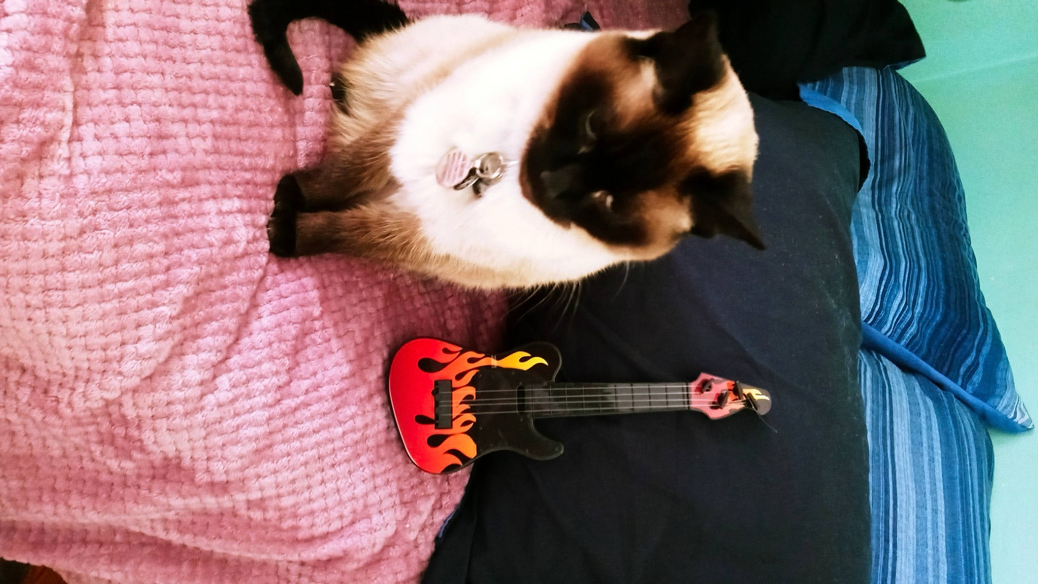 Abigail joined the competition — help win amazing prizes! balinese, birman, canidae, carnivore, cat, comfort, companion_dog, fawn, felidae, fur, guitar, musical_instrument, paw, plant, siamese, small_to_medium_sized_cats, t_shirt, tail, thai, whiskers