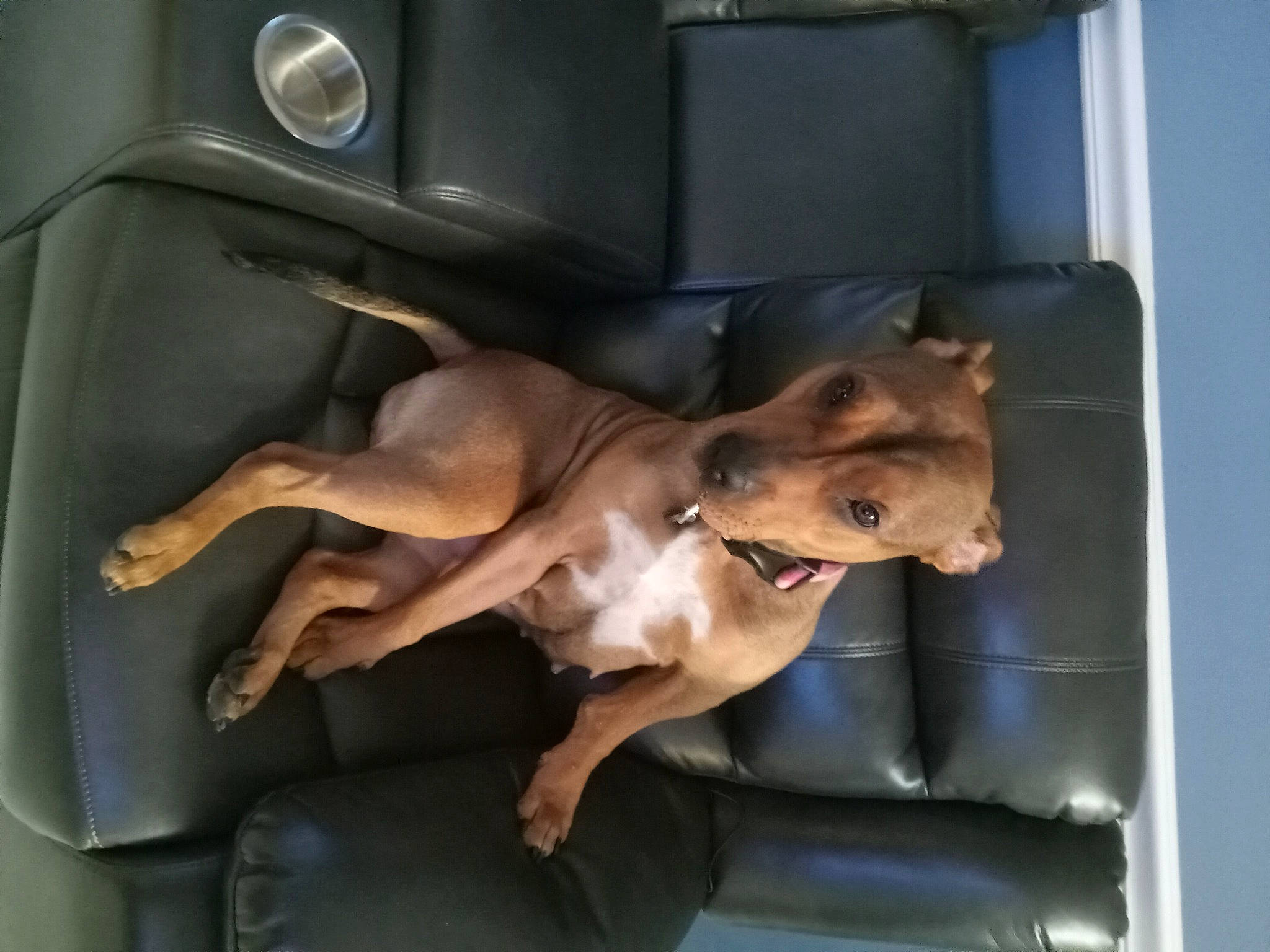 Remy is registered to the contest to win money with this photo: canidae, car_seat, carnivore, chest, comfort, companion_dog, dog, dog_breed, fawn, fixture, human_leg, knee, liver, metal, snout, sporting_group, tail, thigh, vehicle_door, working_animal
