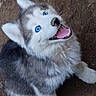 Timber is registered to the contest to win money with this photo: husky, puppy, dog, blue_eyes, fur, animal, pet, cute, outdoor, dirt, looking_up, happy, young, mammal, canine, playful, fluffy, sitting, portrait, adorable