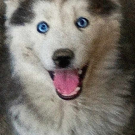 Timber