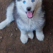 Timber is registered to the contest to win money with this photo: husky, puppy, dog, blue_eyes, fluffy, sitting, looking_up, mouth_open, outdoor, dirt_ground, animal, pet, canine, cute, young, fur, playful, happy, nature, companion