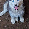 husky, puppy, dog, blue_eyes, fluffy, sitting, looking_up, mouth_open, outdoor, dirt_ground, animal, pet, canine, cute, young, fur, playful, happy, nature, companion