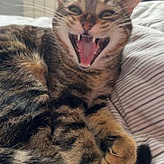 Pistache participe au concours pour gagner de l'argent avec cette photo : cat, tabby_cat, pet, animal, feline, mouth_open, teeth, whiskers, bed, striped_sheets, indoor, cozy, fur, paw, relaxed, close_up, cute, domestic_animal, lying_down, sleepy