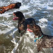 Daisy is registered to the contest to win money with this photo: dog, water, ocean, waves, stick, playful, pets, collar, happy, tongue_out, summer, outdoor, canine, beach, animal, two_dogs, fetch, wet, fun, nature