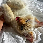 Yuki is registered to the contest to win money with this photo: cat, kitten, blue_eyes, tongue_out, fur, paw, bed_sheet, white, sunlight, soft, playful, cute, animal, pet, domestic_cat, lying_down, close_up, whiskers, ears, relaxed