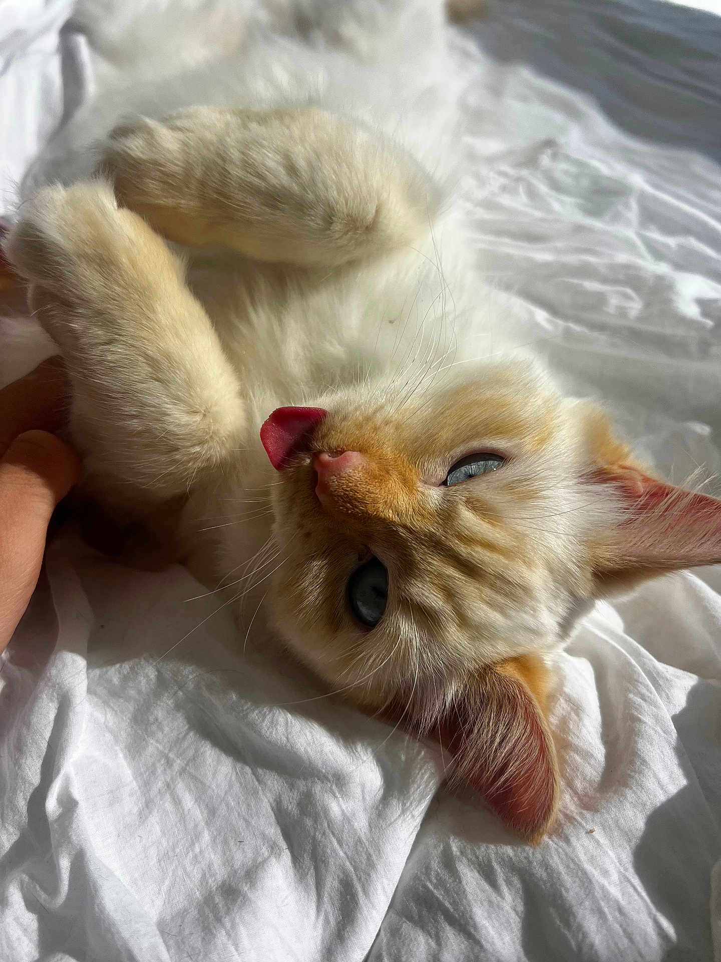 Yuki is registered to the contest to win money with this photo: cat, kitten, blue_eyes, tongue_out, fur, paw, bed_sheet, white, sunlight, soft, playful, cute, animal, pet, domestic_cat, lying_down, close_up, whiskers, ears, relaxed