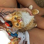 Milo joined the competition — help win amazing prizes! animal, carpet, cat, closeup, clothing, cute, eyes, fur, hand, indoor, kitten, lap, orange_cat, person, pet, relaxing, tattoo, whiskers, white_fur, young_cat