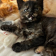 Moo Moo is registered to the contest to win money with this photo: kitten, cat, kitten_face, tortoiseshell_kitten, orange_tabby, sleeping_kitten, paw, fur, whiskers, close_up, pet, blanket, bed, indoor, cozy, cute, nap, portrait, multiple_cats, soft_lighting