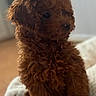 Pénélope participe au concours pour gagner de l'argent avec cette photo : puppy, dog, brown, curly_fur, pet, indoor, cushion, striped, cute, small_dog, furniture, floor, soft_light, cozy, animal, companion, domestic_animal, young_dog, side_view, fluffy