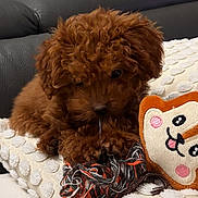 Pénélope participe au concours pour gagner de l'argent avec cette photo : puppy, dog, brown_fur, curly_fur, toy, rope_toy, blanket, white_blanket, pillow, animal_face_pillow, leopard_print_bag, couch, indoor, pet, cute, small_dog, resting, chewing, furniture, cozy