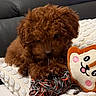 puppy, dog, brown_fur, curly_fur, toy, rope_toy, blanket, white_blanket, pillow, animal_face_pillow, leopard_print_bag, couch, indoor, pet, cute, small_dog, resting, chewing, furniture, cozy