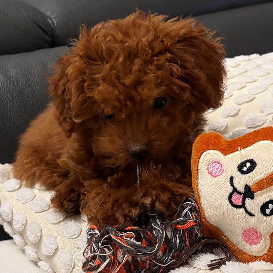 Pénélope participe au concours pour gagner de l'argent avec cette photo : puppy, dog, brown_fur, curly_fur, toy, rope_toy, blanket, white_blanket, pillow, animal_face_pillow, leopard_print_bag, couch, indoor, pet, cute, small_dog, resting, chewing, furniture, cozy