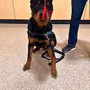 Ozo joined the competition — help win amazing prizes! dog, rottweiler, graduation_cap, tassel, leash, floor, person, jeans, sneakers, indoor, tile_floor, black_and_brown, pet, celebration, animal, canine, sitting, hand, wall, achievement