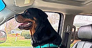 Ozo is registered to the contest to win money with this photo: bank, car_interior, dashboard, daylight, dog, domestic_animal, grass, happy, harness, leather_seat, pet, rottweiler, seatbelt, side_view, sign, sitting, sunroof, tongue_out, vehicle, window