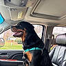 rottweiler, dog, car_interior, leather_seat, harness, window, tongue_out, pet, vehicle, side_view, seatbelt, dashboard, sunroof, daylight, grass, sign, bank, happy, sitting, domestic_animal