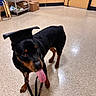 Ozo joined the competition — help win amazing prizes! rottweiler, dog, graduation_cap, tongue_out, indoor, floor, tile_floor, leash, black_dog, brown_markings, animal, pet, canine, room, furniture, shelf, boxes, chair, cabinet, happy