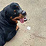 Ozo joined the competition — help win amazing prizes! rottweiler, dog, canine, pet, tongue_out, lying_down, concrete, playful, friendly, animal, black_fur, brown_markings, outdoor, muzzle, ears, paw, looking_back, happy, closeup, daylight