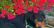 Ozo is registered to the contest to win money with this photo: dog, rottweiler, animal, pet, grass, flowers, bush, nature, outdoor, canine, black_and_tan, collar, leash, resting, greenery, garden, flora, summer, relaxation, plant
