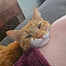 Spaghetti joined the competition — help win amazing prizes! cat, orange_cat, white_cat, pet, feline, close_up, portrait, sleepy, relaxed, cuddling, indoor, sofa, blanket, cozy, whiskers, green_eyes, pink_nose, fur, home, companion