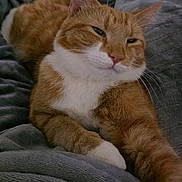 Spaghetti joined the competition — help win amazing prizes! cat, orange_cat, white_chest, pet, feline, sleepy, relaxed, lounging, lying_down, whiskers, ears, paws, fur, tabby, indoor, bed, blanket, gray_fabric, close_up, portrait