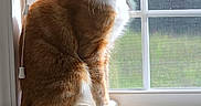 Spaghetti is registered to the contest to win money with this photo: cat, orange_cat, white_chest, sitting, windowsill, window, indoors, home, sunlight, daylight, blinds, tail, furry, whiskers, ears, pet, portrait, looking_down, woodwork, cozy
