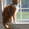 cat, orange_cat, white_chest, sitting, windowsill, window, indoors, home, sunlight, daylight, blinds, tail, furry, whiskers, ears, pet, portrait, looking_down, woodwork, cozy