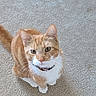 Spaghetti is registered to the contest to win money with this photo: cat, orange_cat, white_chest, pet, feline, whiskers, green_eyes, collar, standing, looking_up, indoor, carpet, beige_background, tail, fur, animal_portrait, cute, alert, floor, photography