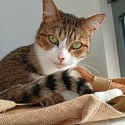 Monn a rejoint le concours — aidez-le/la à gagner de superbes lots ! cat, tabby, green_eyes, whiskers, window, sunlight, beige_fabric, curious, pet, indoor, close_up, feline, relaxed, fur, animal, domestic_cat, resting, cute, portrait, soft_light