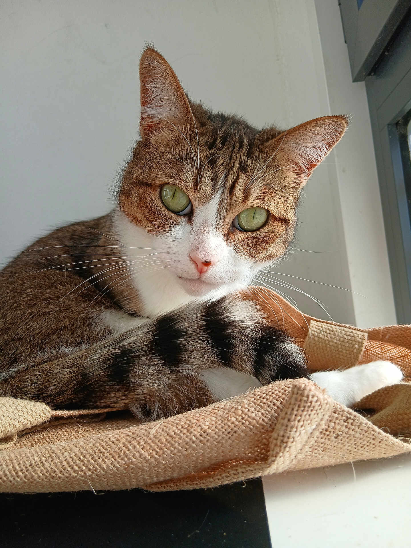 Monn a rejoint le concours — aidez-le/la à gagner de superbes lots ! cat, tabby, green_eyes, whiskers, window, sunlight, beige_fabric, curious, pet, indoor, close_up, feline, relaxed, fur, animal, domestic_cat, resting, cute, portrait, soft_light