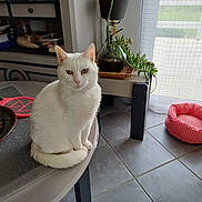 Mimie a rejoint le concours — aidez-le/la à gagner de superbes lots ! white_cat, cat, table, plant, vase, red_pet_bed, floor_tiles, indoor, window, curtain, shelf, books, home_interior, pet, furniture, domestic_animal, tabletop, flower, decor, natural_light