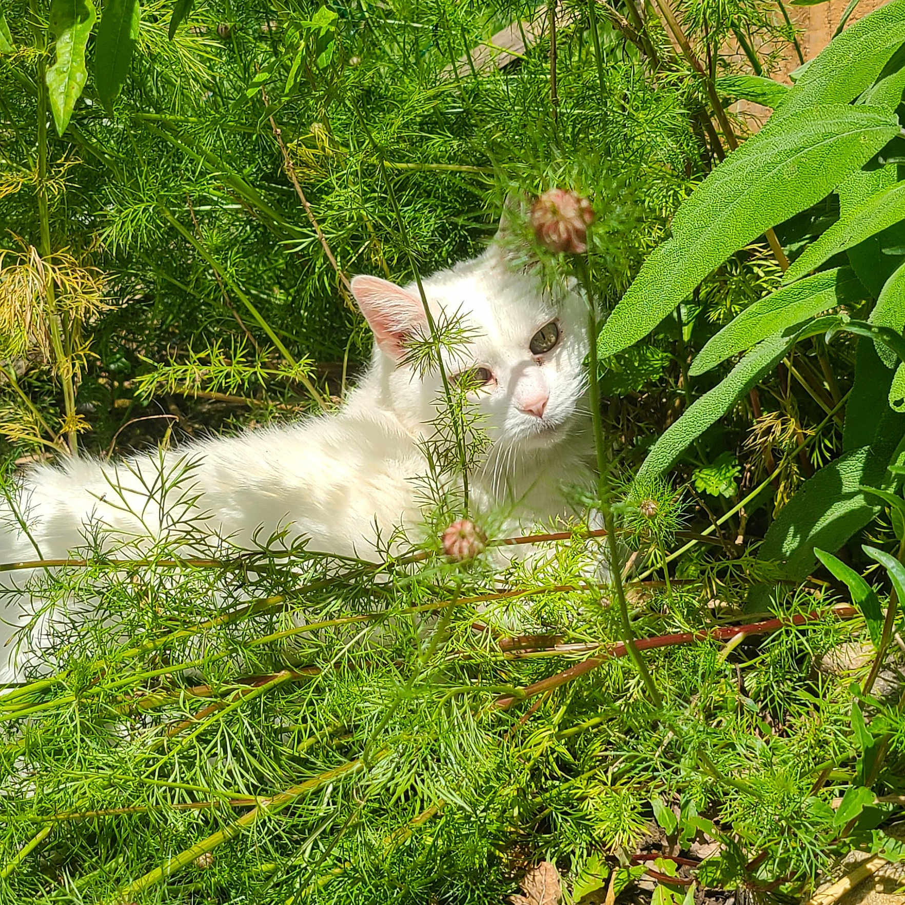 Mimie