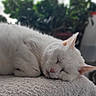 Mimie participe au concours pour gagner de l'argent avec cette photo : cat, sleeping, white_cat, pet, indoor, towel, cozy, relaxed, fur, closeup, animal, domestic_animal, plant, blurry_background, window, natural_light, resting, cute, quiet, calm