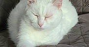 Mimie a rejoint le concours — aidez-le/la à gagner de superbes lots ! cat, white_cat, sleeping, pet, feline, animal, cozy, indoor, quilted_blanket, paw, fur, cute, relaxed, resting, domestic_animal, whiskers, ears, soft, closeup, quiet