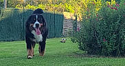 Charly a rejoint le concours — aidez-le/la à gagner de superbes lots ! dog, bernese_mountain_dog, grass, garden, flowers, bushes, sunlight, outdoor, nature, greenery, pet, canine, tongue_out, happy, walking, yard, fence, trees, hill, daytime