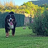 dog, bernese_mountain_dog, grass, garden, flowers, bushes, sunlight, outdoor, nature, greenery, pet, canine, tongue_out, happy, walking, yard, fence, trees, hill, daytime