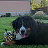 dog, bernese_mountain_dog, grass, ball, toy, outdoor, pet, animal, garden, house, sunlight, greenery, playing, happy, tongue_out, canine, summer, relaxing, yard, nature