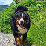 dog, bernese_mountain_dog, outdoor, gravel_path, greenery, sunny, tongue_out, happy, canine, pet, nature, walking, fur, tail, grass, tree, blue_sky, smiling, animal, summer