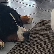 Charly a rejoint le concours — aidez-le/la à gagner de superbes lots ! dog, cat, tiled_floor, mat, indoor, pet, animal, white_cat, black_dog, fur, resting, calm, companion, floor, domestic, laying_down, quiet, cute, animal_pair, home