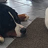 dog, cat, tiled_floor, mat, indoor, pet, animal, white_cat, black_dog, fur, resting, calm, companion, floor, domestic, laying_down, quiet, cute, animal_pair, home